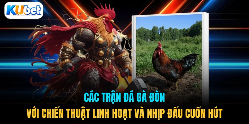 Các trận đá gà đòn với chiến thuật linh hoạt và nhịp đấu cuốn hút 